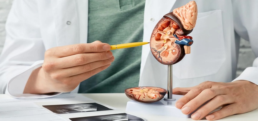 Calliditas Receives Approval Orphan Drug Exclusivity of 7 Years for Nefecon